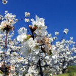 Spain-Cherry-Blossom Spain-Cherry-Blossom