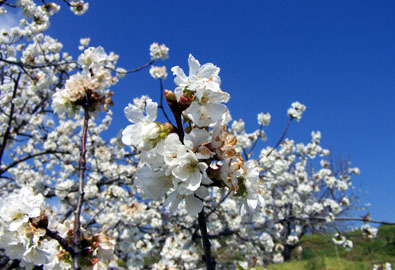 Spain-Cherry-Blossom