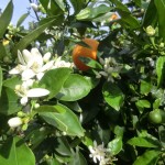 Orange Blosson Season