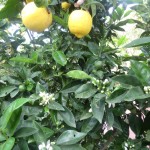 Orange Blosson Season