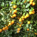 Orange Blosson Season