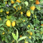 Orange Blosson Season