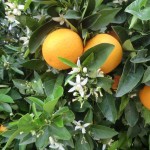 Orange Blosson Season