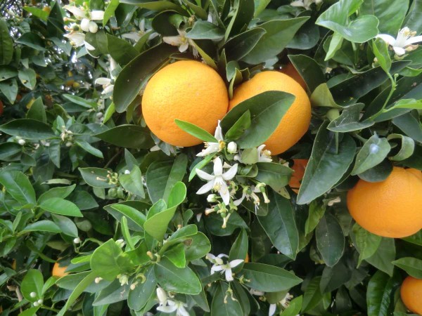 Orange Blosson Season