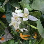 Orange Blosson Season